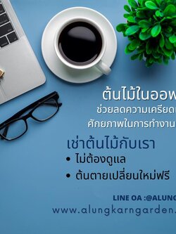 บริการเช่าต้นไม้ ในออฟฟิศ. ต้นไม้ในออฟฟิศ