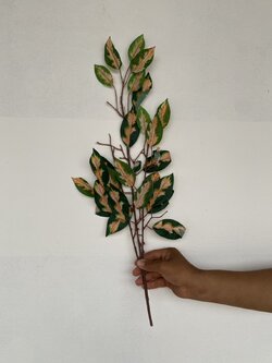 กิ่งใบนาคชมพู