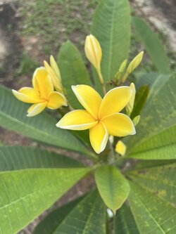 ต้นลีลาวดี เหลืองปรีชา Plumeria ต้นลั่นทม