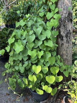 ไก่ฟ้ายักษ์บราซิล the pelican flower