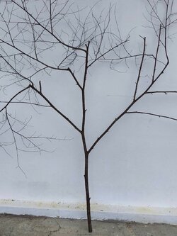 🌿 กิ่งไม้แห้งจริง Tree branch (เบอร์ 29)