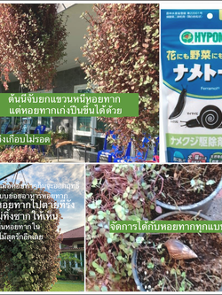 1Kg.ยากำจัดหอยทาก ปลอดภัย ใส่ผักผลไม้ ไม้ทุกชนิด ทนฝน Nametol Hyponex Slug Repellent Insecticide