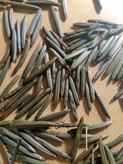 เมล็ดต้อยติ่งไทย เมล็ดเป๊าะเป๊ะ ซื้อ 1 ชุดแถม 1 ชุด 🌿