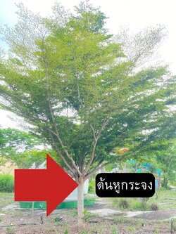 ต้นหูกระจง Terminalia ivorensis Chev