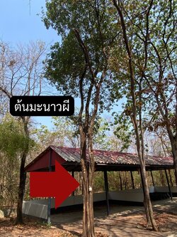 ต้นมะนาวผี Atalantia monophylla DC