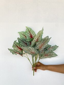 บอนสีราชินี Fancy leaf Caladium