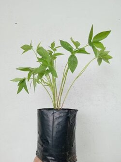 หญ้ายาง (ต้นยางอึ่ง) Milkweed