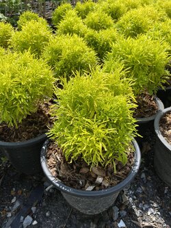 เล็บครุฑฝอยทอง Polyscias