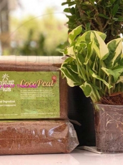  Coco Peat ขุยมะพร้าวอัดก้อน ขนาด 0.4kg วัสดุปลูกคุณภาพสูง COA Certified 