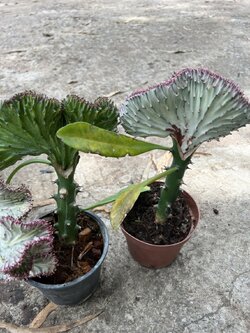 หยก หยกนำโชค Euphorbia lacteal