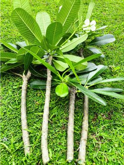 กิ่ง ลีลาวดี Plumeria