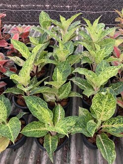 อโกลนีมา เลกาซี่