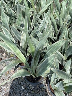 ลิ้นมังกรเงิน ไม้ฟอกอากาศ silver snake plant