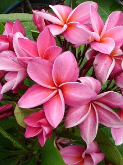 ต้นลีลาวดี แกรนนี่ ต้นลั่นทม Plumeria ไม้ดอกยืนต้น