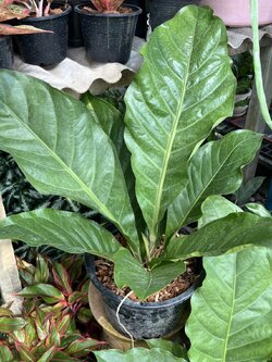 หน้าวัวใบ โชค9ชั้น