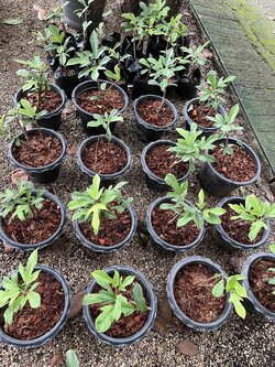 เข็มปัตตาเวีย jatropha