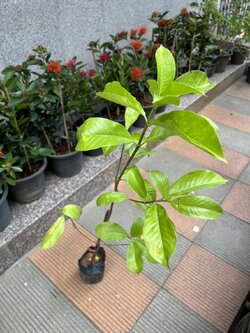 หอมเจ็ดชั้น Tarenna wallichii