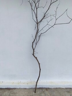 🌿 กิ่งไม้แห้งจริง Tree branch (เบอร์ 26)