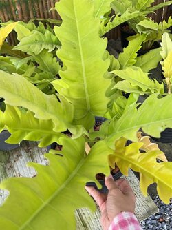 ฟิโลเดนดรอน ใบเลื่อยทอง Philodendron golden saw