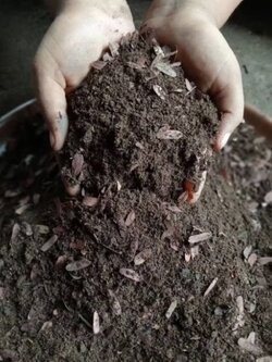 ใบมะขามหมัก ใบมะขามหมักล้วนๆ