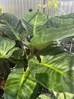 ฟิโลเดนดรอน รวยทรัพย์ Philodendron