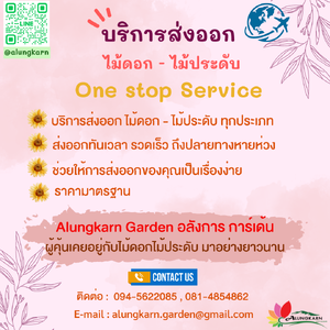 บริการส่งออก ไม้ดอก-ไม้ประดับ