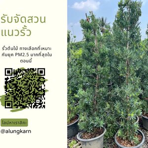 รับปลูกต้นไม้แนวรั้ว