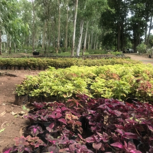 เกี่ยวกับเรา Alungkarn Garden