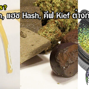Rosin คืออะไร Live Rosin, แฮช Hash, คีฟ Kief ต่างกันอย่างไร?