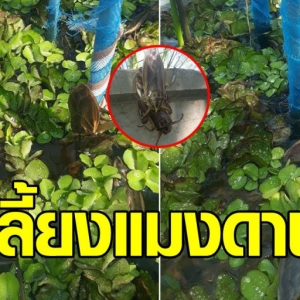 ‘บ่อเลี้ยงแมงดานา’ เลี้ยงง่ายๆ บ่อซีเมนต์ ส่งเสริมให้เป็นสัตว์เศรษฐกิจ