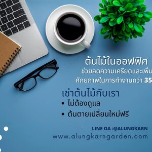 บริการเช่าต้นไม้ ในออฟฟิศ. ต้นไม้ในออฟฟิศ