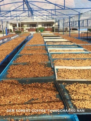 ว่าด้วยเรื่องกาแฟ Honey Process