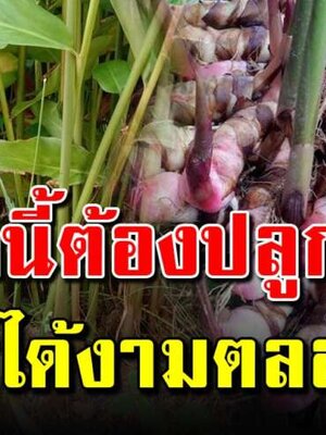 การปลูกต้นข่าให้แตกกอเร็วเหง้าใหญ่สวยงาม ครั้งเดียวอยู่ได้นานเป็น 10ปี
