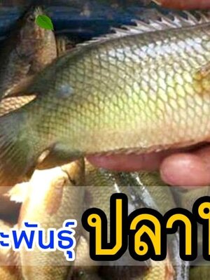 การเลี้ยงปลาหมอ เลี้ยงง่าย รายได้ดี มีตลาดรองรับ